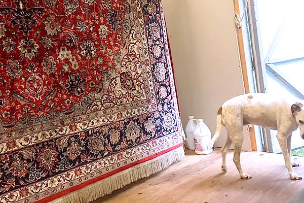 Oriental Rug with my dog Patches Photo Bomb